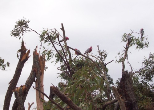 Galahs wondering what has happened to their home, 17 Aug 2002