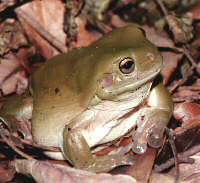 Green Treefrog