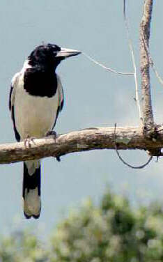 Pied Butcherbird