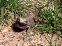 Bearded Dragon 2